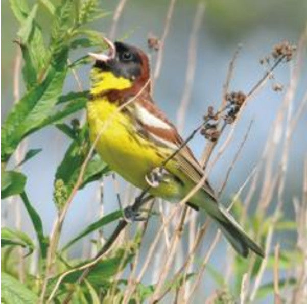 
                  
                    Yellow Brested Bunting
                  
                