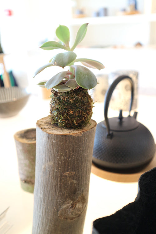 
                  
                    Succulent mini
                  
                